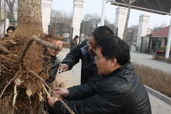 处理树根5.JPG